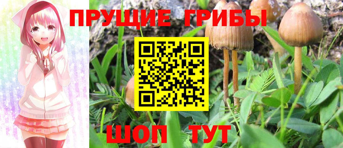 Псилоцибиновые грибы Psilocybine cubensis  Галлюциногенные грибы Cubensis  Вход с VPN  Северск 